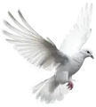 bird-L